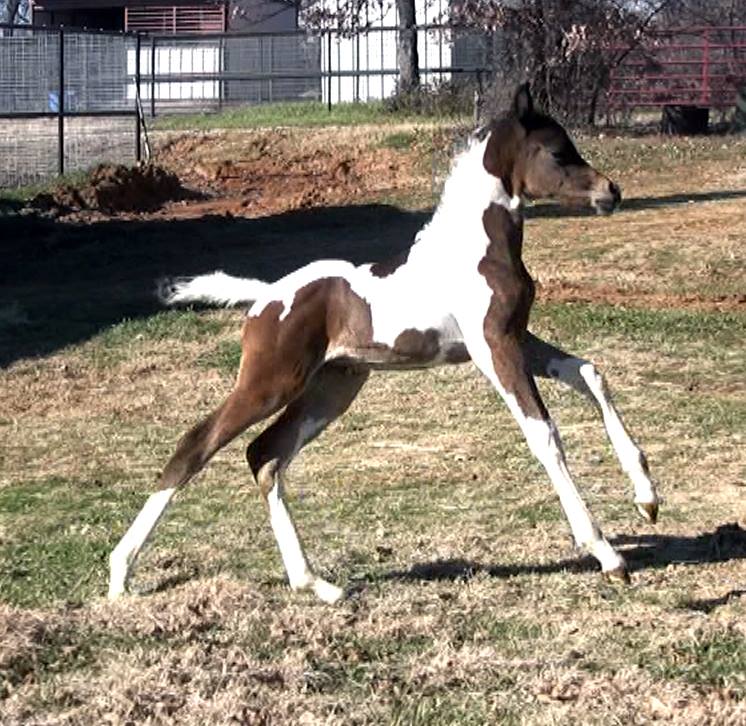 Pinto Arabian Foal